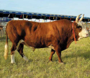 Бизнес-план Создание фермы по разведению крупного рогатого скота для получения мяса 2011 год preview 4